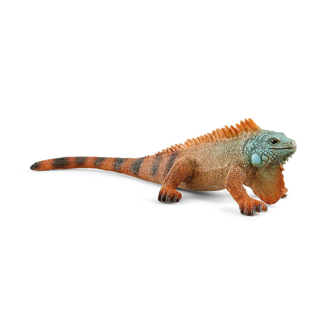 SCHELICH Iguana